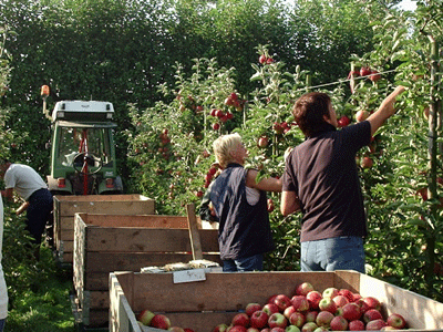 Appels plukken bij Berben Fruit Bergharen
